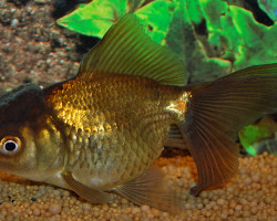 Car. Aur. Brown Oranda  6/7