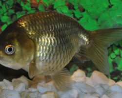 Car. Aur. Brown Ranchu 5/6