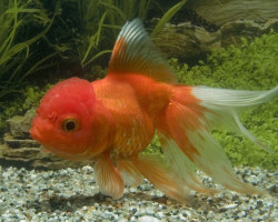 Car. Aur. Red Oranda 8/10