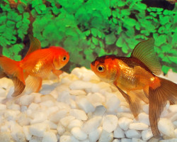 Car. Aur. Red/Black Oranda  6/7