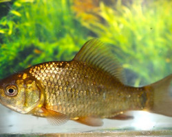 Carassius Carassius 10/12
