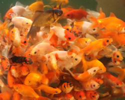 Car. Auratus Wakin Mixed 7/10