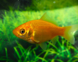 Carassius Auratus Giallo  4/ 7