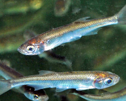 Leucaspius Delineatus 4/7