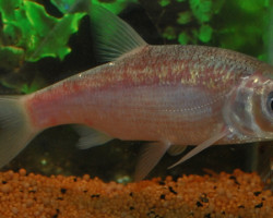 Leuciscus Idus Caeruleus 30/40