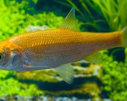 Leuciscus Idus Gold  7/10