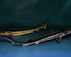 A. Stellatus (Eu-Bred) 30/40