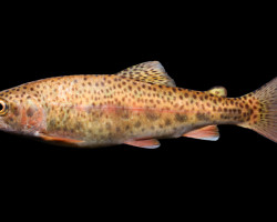 Oncorhynchus Mykiss 4/7