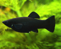 Black Molly S/M