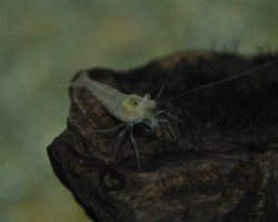 Neocaridina Davidi Green M