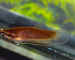 Betta Rubra M