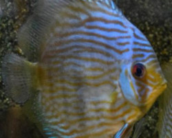 S. Discus Rio Javari M/L
