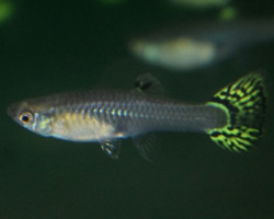 Guppy Snakeskin Green Femmina L
