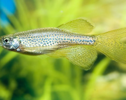 Brachydanio Frankei Longfin M