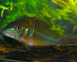 Brochis Splendens M