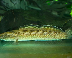 Channa Pomanensis L