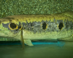 Channa Pleurophthalma M