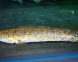 Channa Gachua M/L