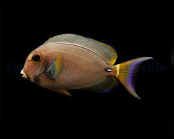 Acanthurus Leucocheilus M