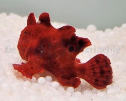 Antennarius Spp. (Red) S