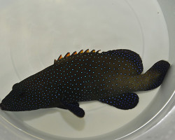 Cephalopholis Argus S