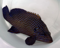 Cephalopholis Formosa S
