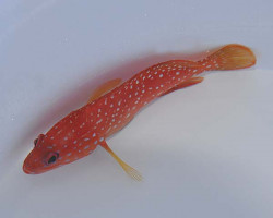 Cephalopholis Miniata S