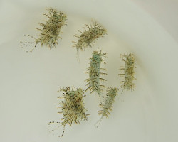 Chaetodermis Penicilligerus M