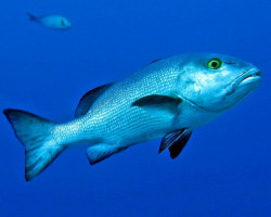 Lutjanus Bohar M