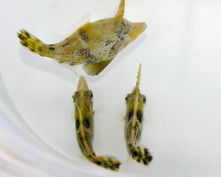 Monacanthus Chinensis M