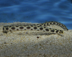 Myrichthys Maculosus M