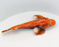 Paraploactis Obbesi (Premium Coloured) M