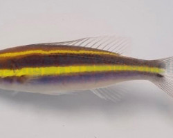 Pentapodus Emeryii S