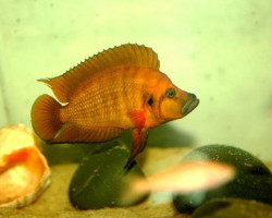 Altolamprologus Compressiceps Red 4-5