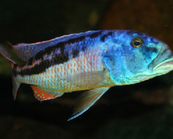 Aristochromis Christyi 5-5,5