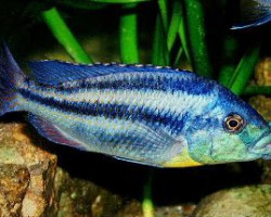 Cheilochromis Euchilus 5,5-7