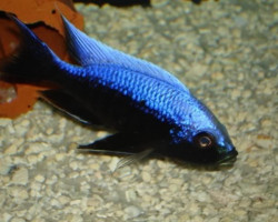 Copadichromis Mloto Ivory 7-8