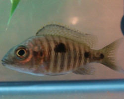 Copadichromis Mloto Likoma 6-7