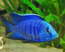 Copadichromis Sp. Blue Neon 5,5-7Cm