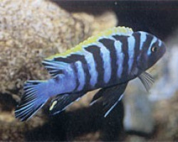 Cynotilapia Afra 8-11