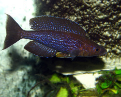 Cyprichromis Microlepidotus Kiriza  Maschio 10-11Cm