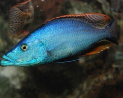 Dimidiochromis Compressiceps 6-7Cm