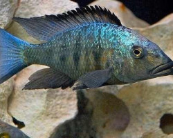 Fossorochromis Rostratus 6-7 Cm