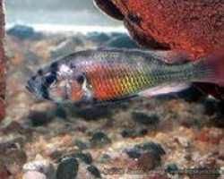 Haplochromis Fire Red Emesside 4-5
