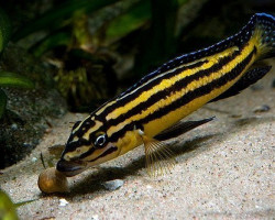 Julidochromis Regani Kipili 4-5Cm