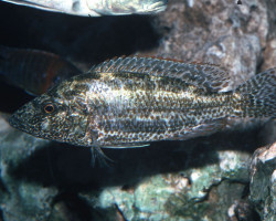 Nimbochromis Polystigma 3-3,5