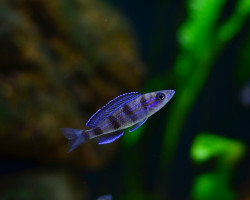 Paracyprichromis Sp. Ammelrooyi 4-5