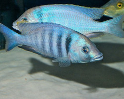 Placidochromis Electra 5,5-7Cm