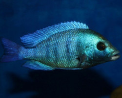 Placidochromis Gisseli 3-3,5