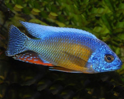 Protomelas Taiwan Reef 4Cm